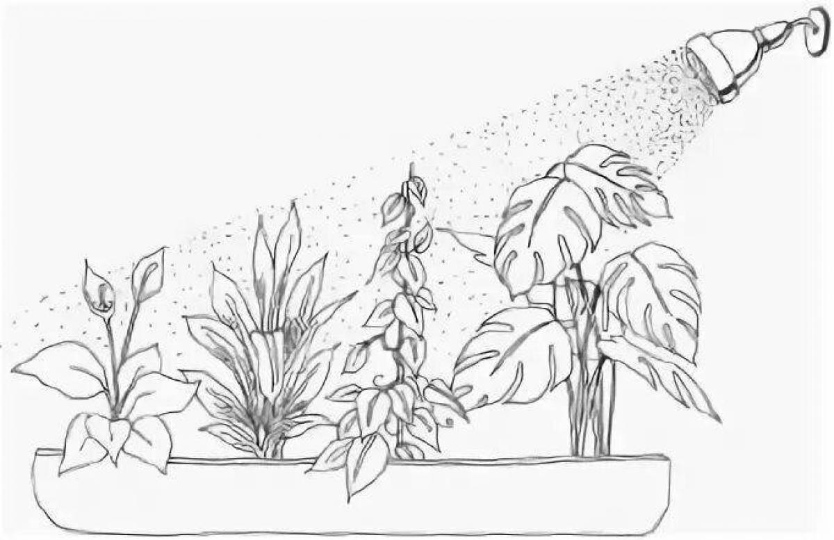 Houseplant care coloring book