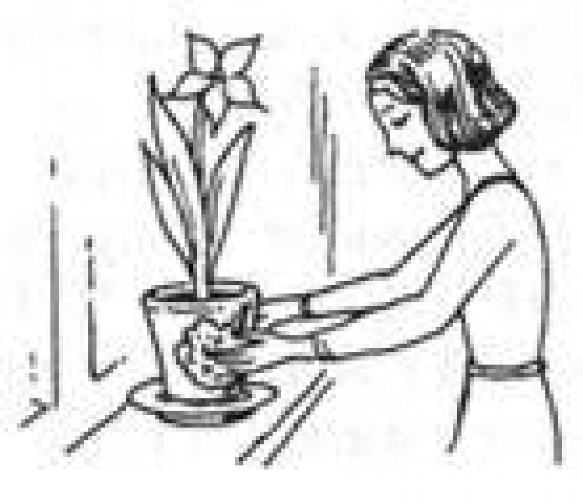 Detailed houseplant care coloring page