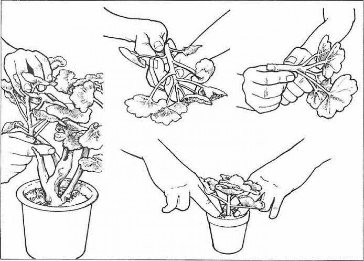 Coloring page accurate houseplant care