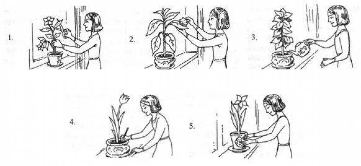 Houseplant care #2