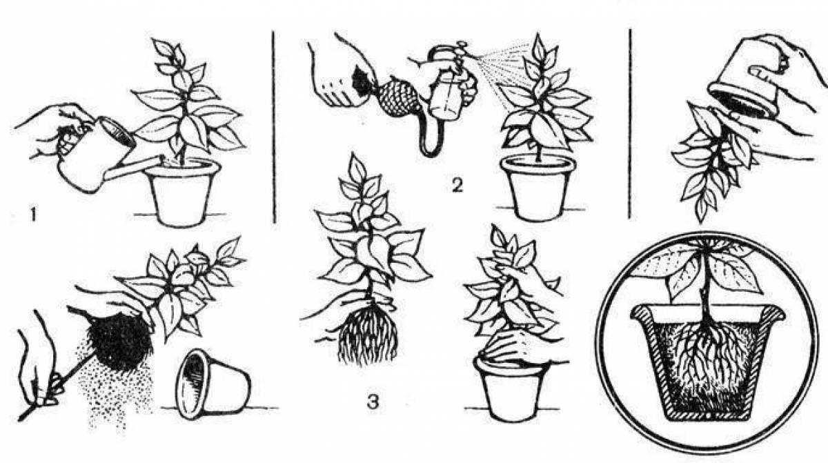 Алгоритм ухода за комнатными растениями в детском саду в картинках
