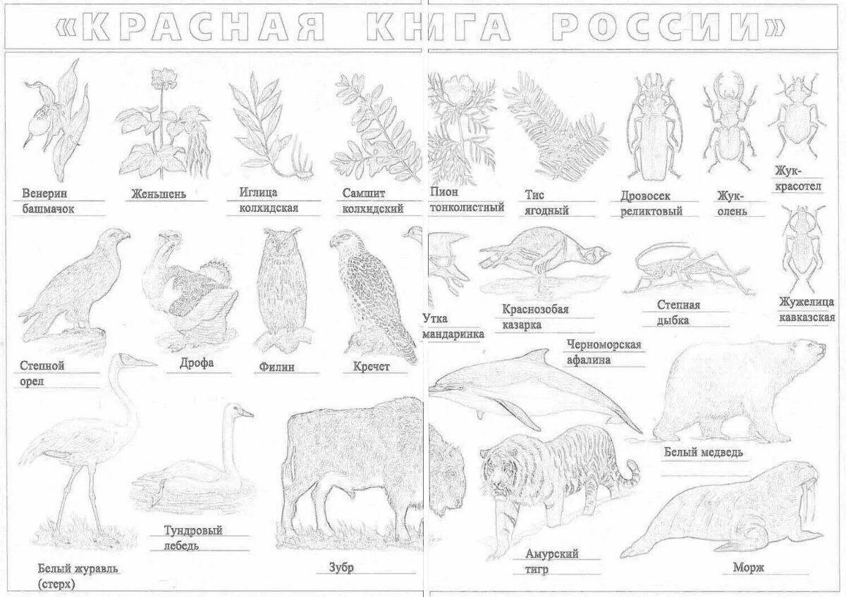 Coloring book radiant plants of the red book of Russia