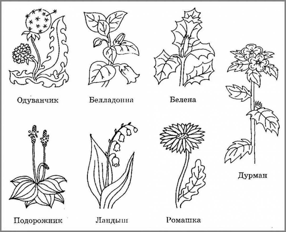 Coloring sublime plants of the red book of russia