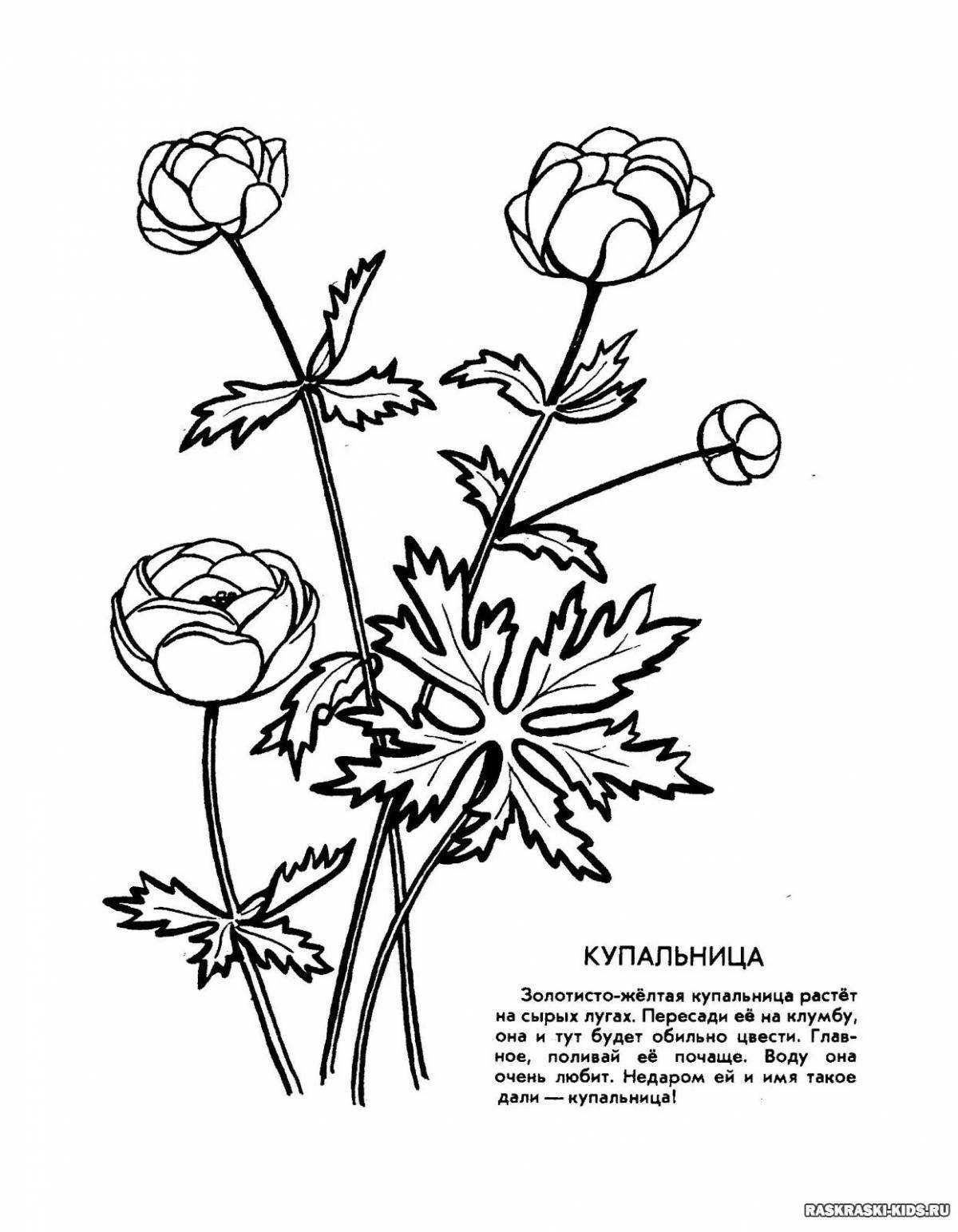 Coloring page magnificent plants of the red book of russia