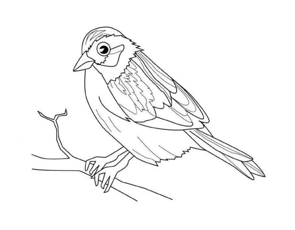Little disheveled sparrow grade 3