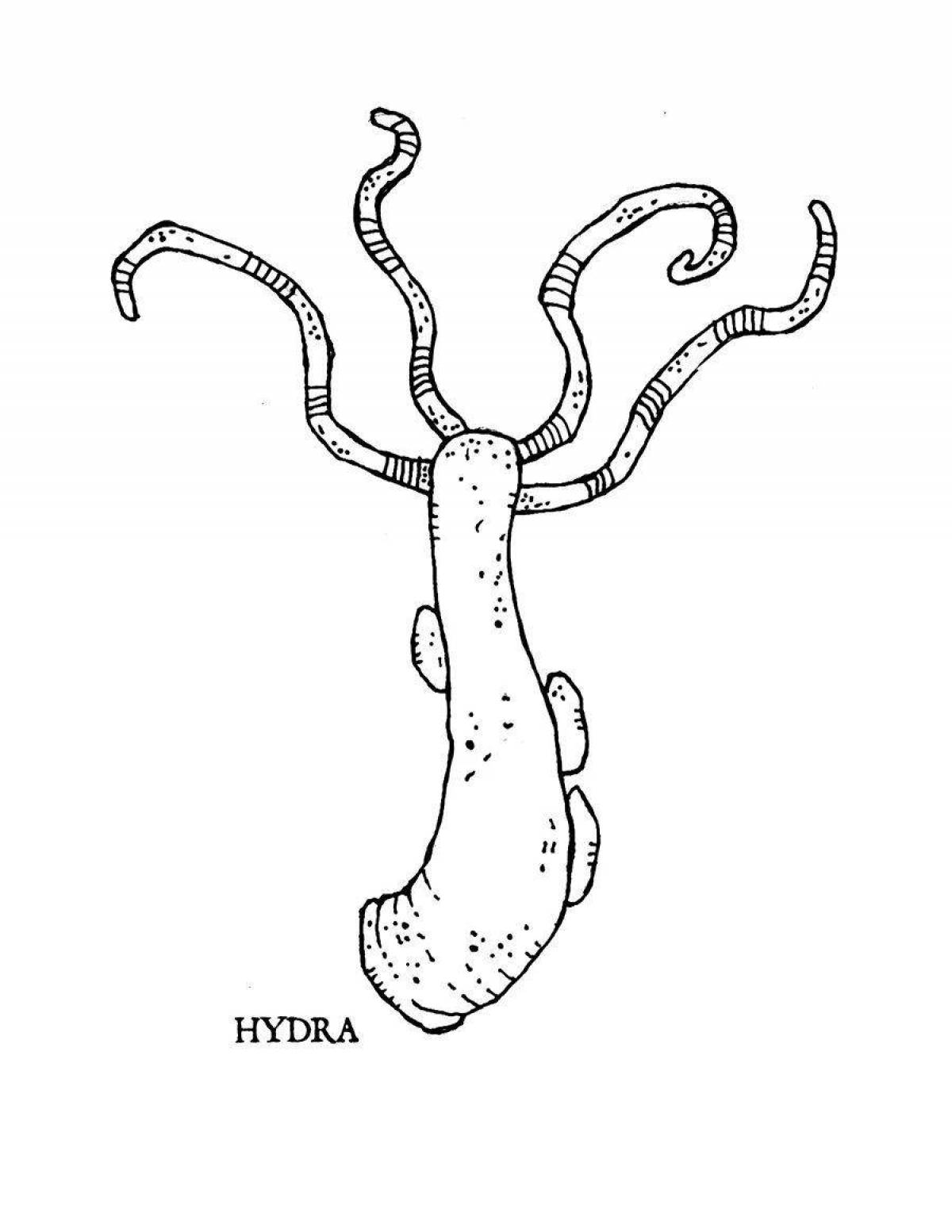 Рисунок гидры биология. Гидра. Гидра рисунок. Строение гидры раскраска. Гидра биология.
