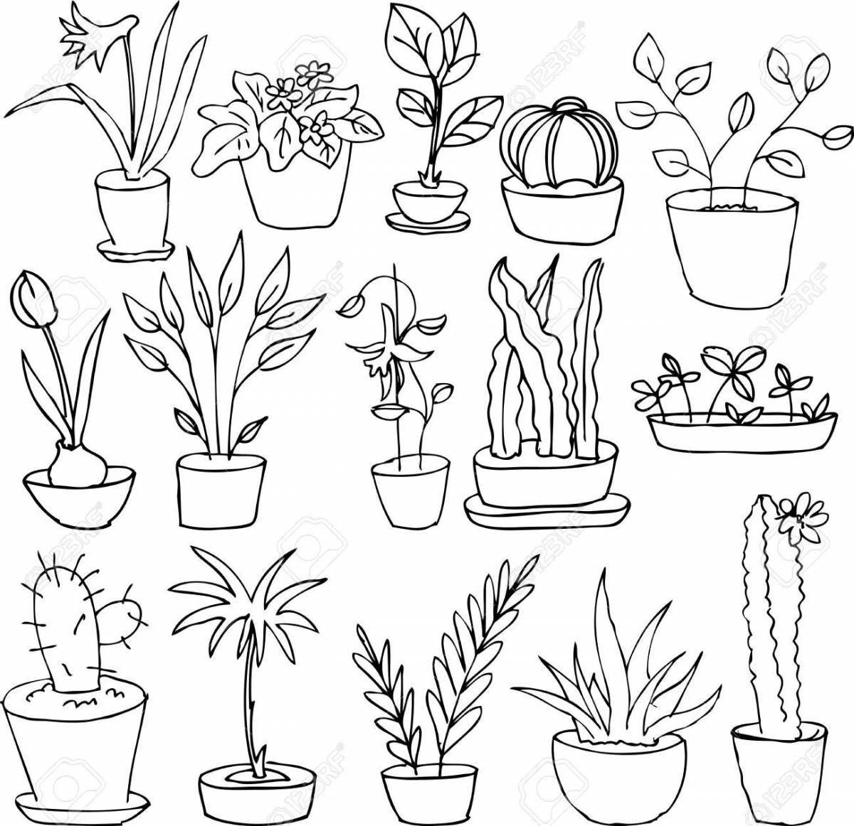 Charming coloring senior group indoor plants
