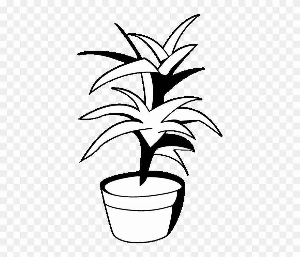Exotic coloring senior group indoor plants