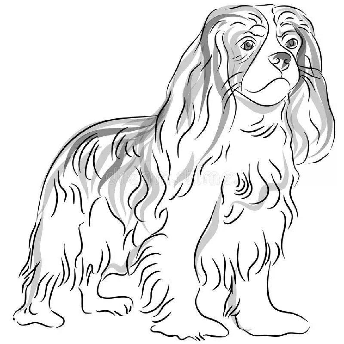 Charming coloring page spaniel cavalier king charles