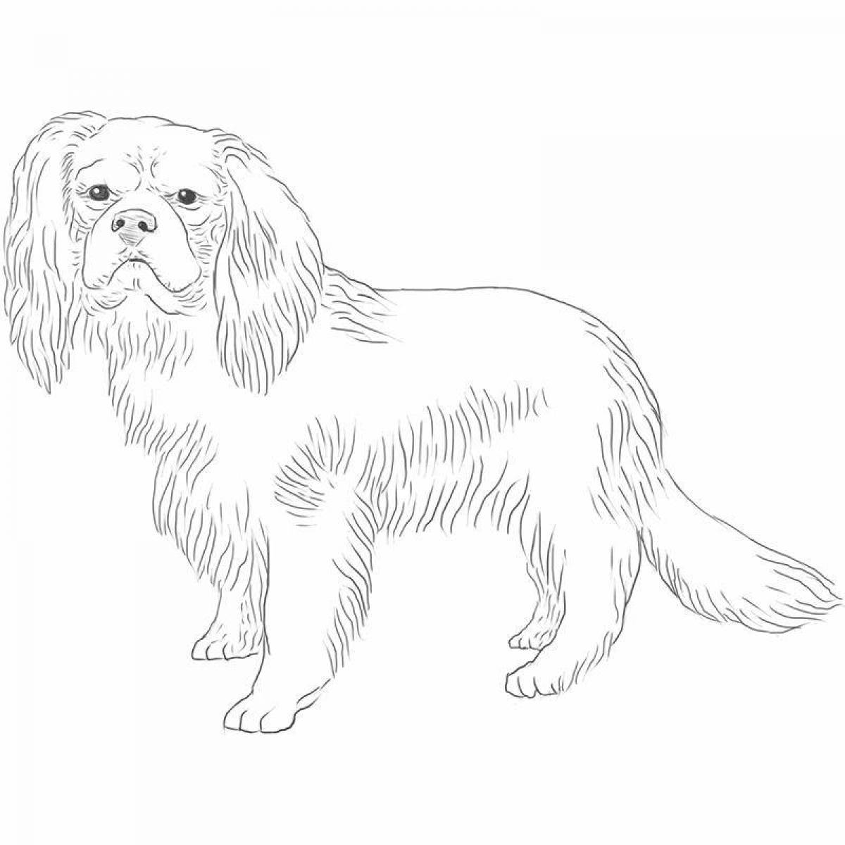 Playful coloring page spaniel cavalier king charles