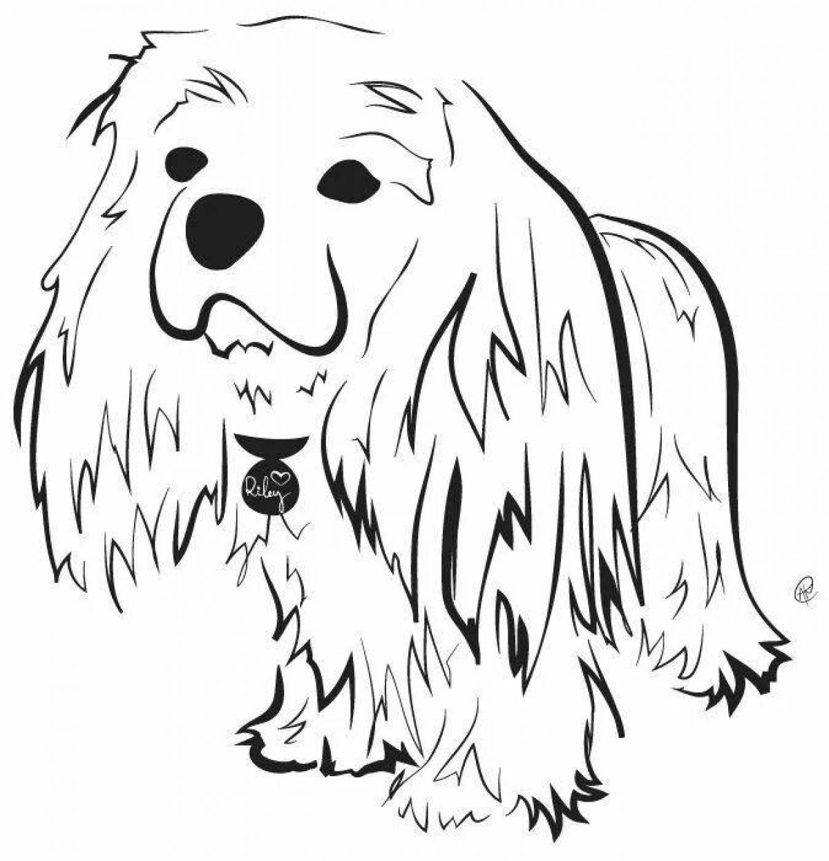 Majestic coloring page spaniel cavalier king charles