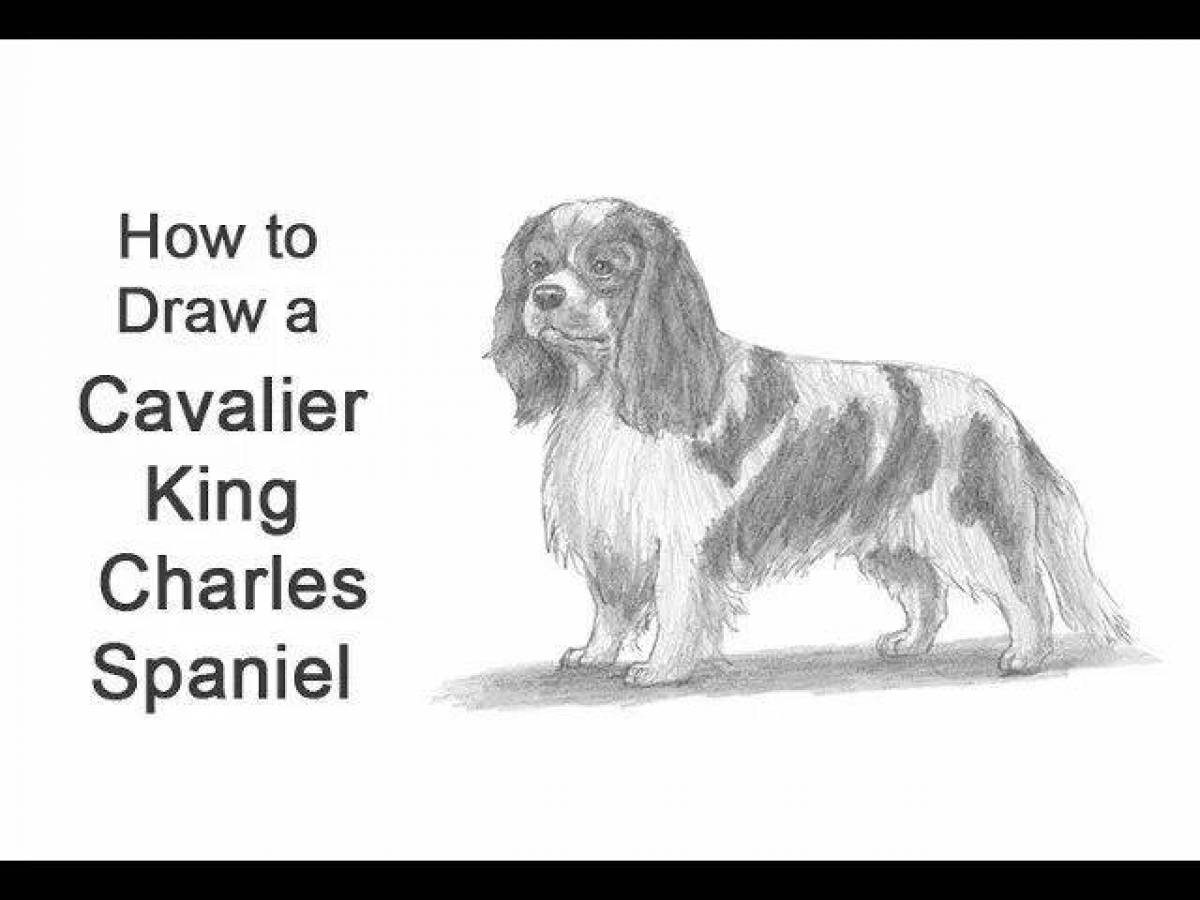 Sweet coloring page spaniel cavalier king charles