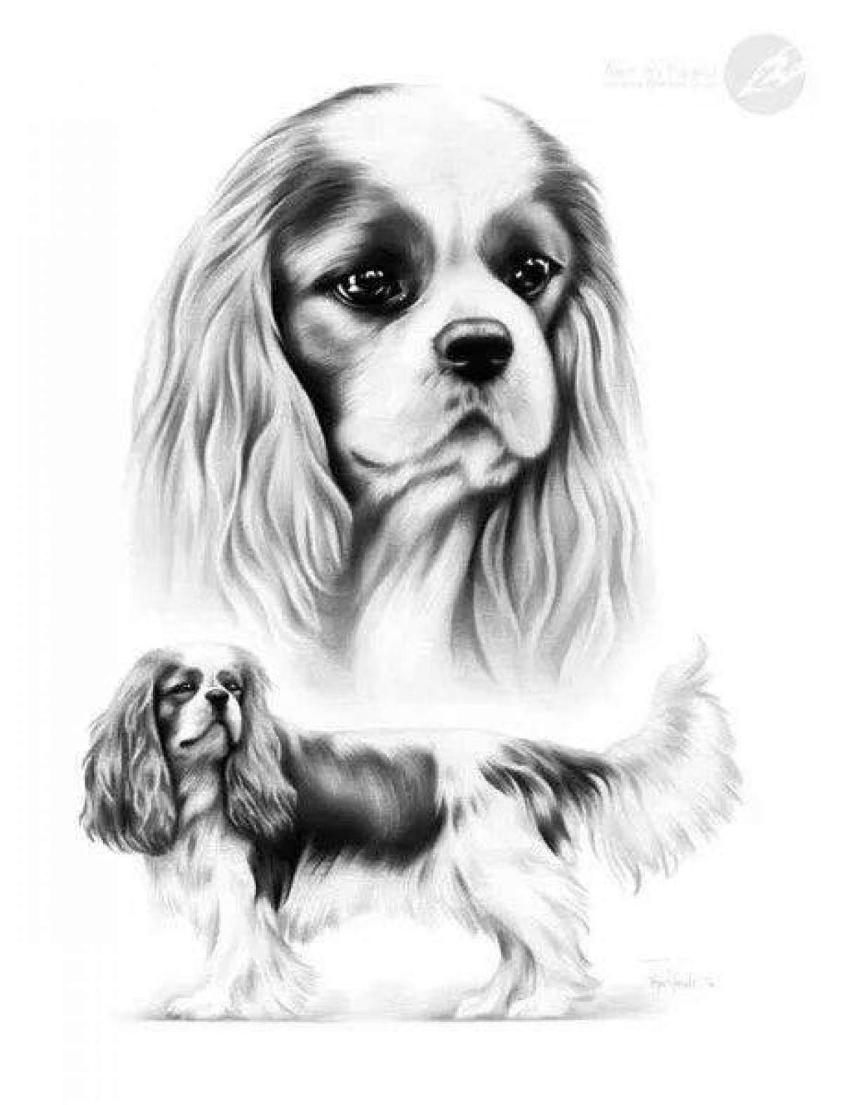 Delightful coloring page spaniel cavalier king charles