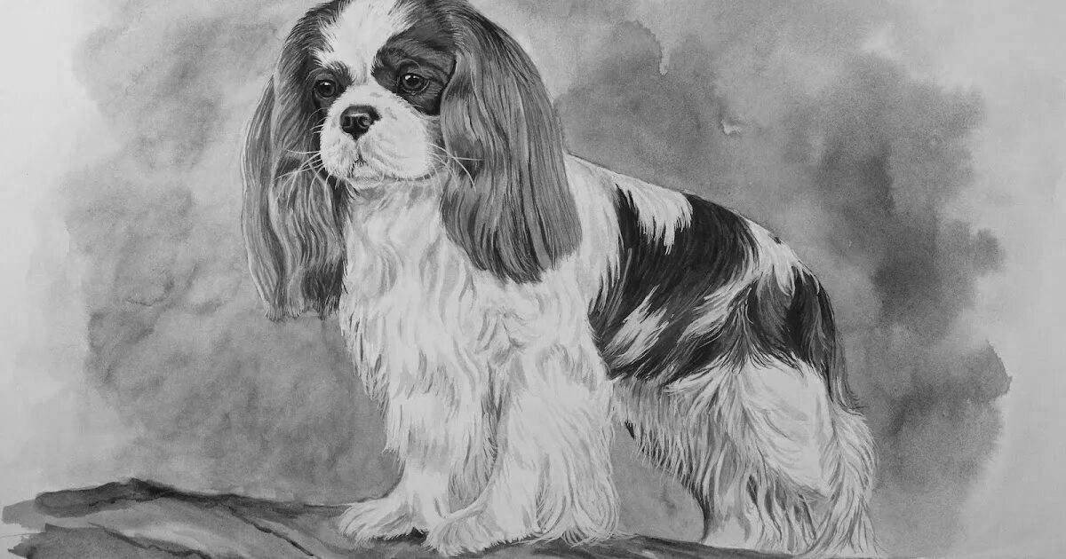 Bright coloring page spaniel cavalier king charles