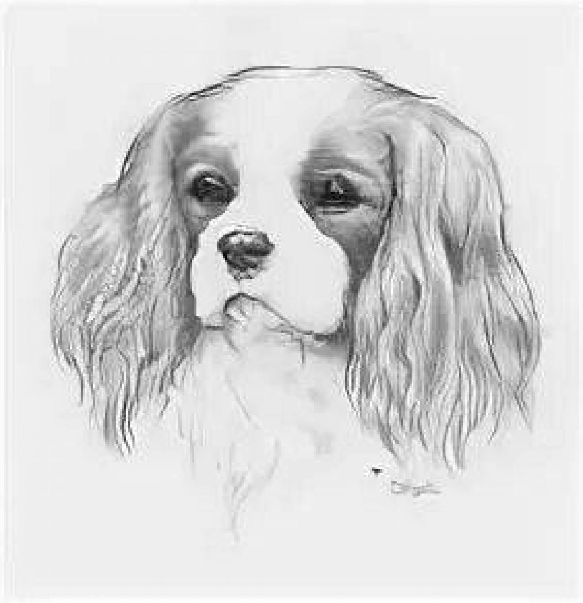 Radiant coloring page spaniel cavalier king charles