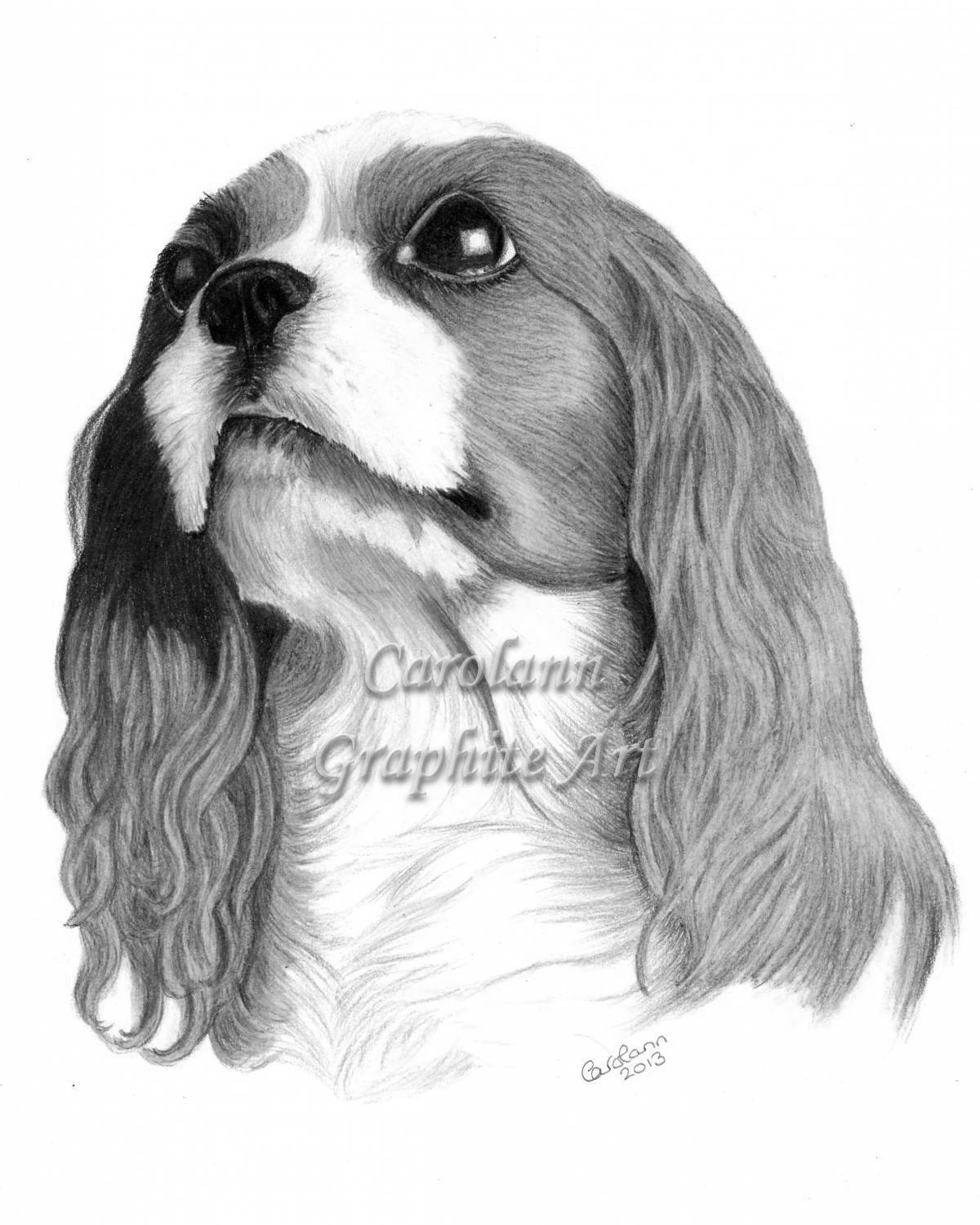 Exquisite coloring page spaniel cavalier king charles