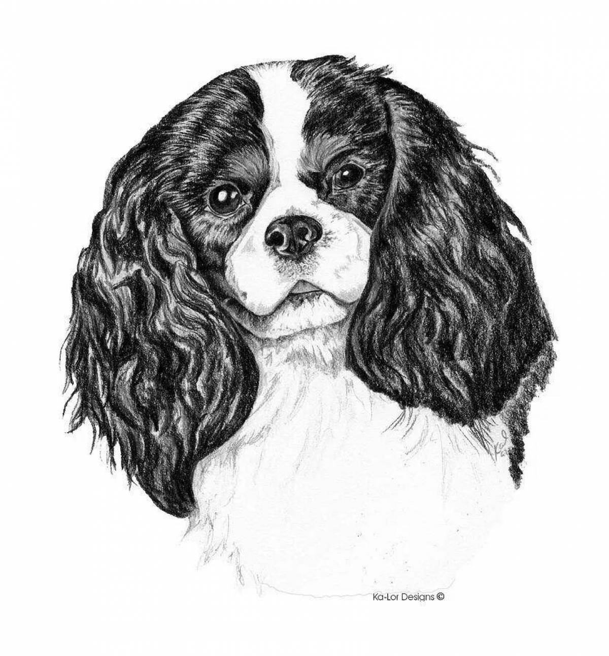 Great coloring page spaniel cavalier king charles