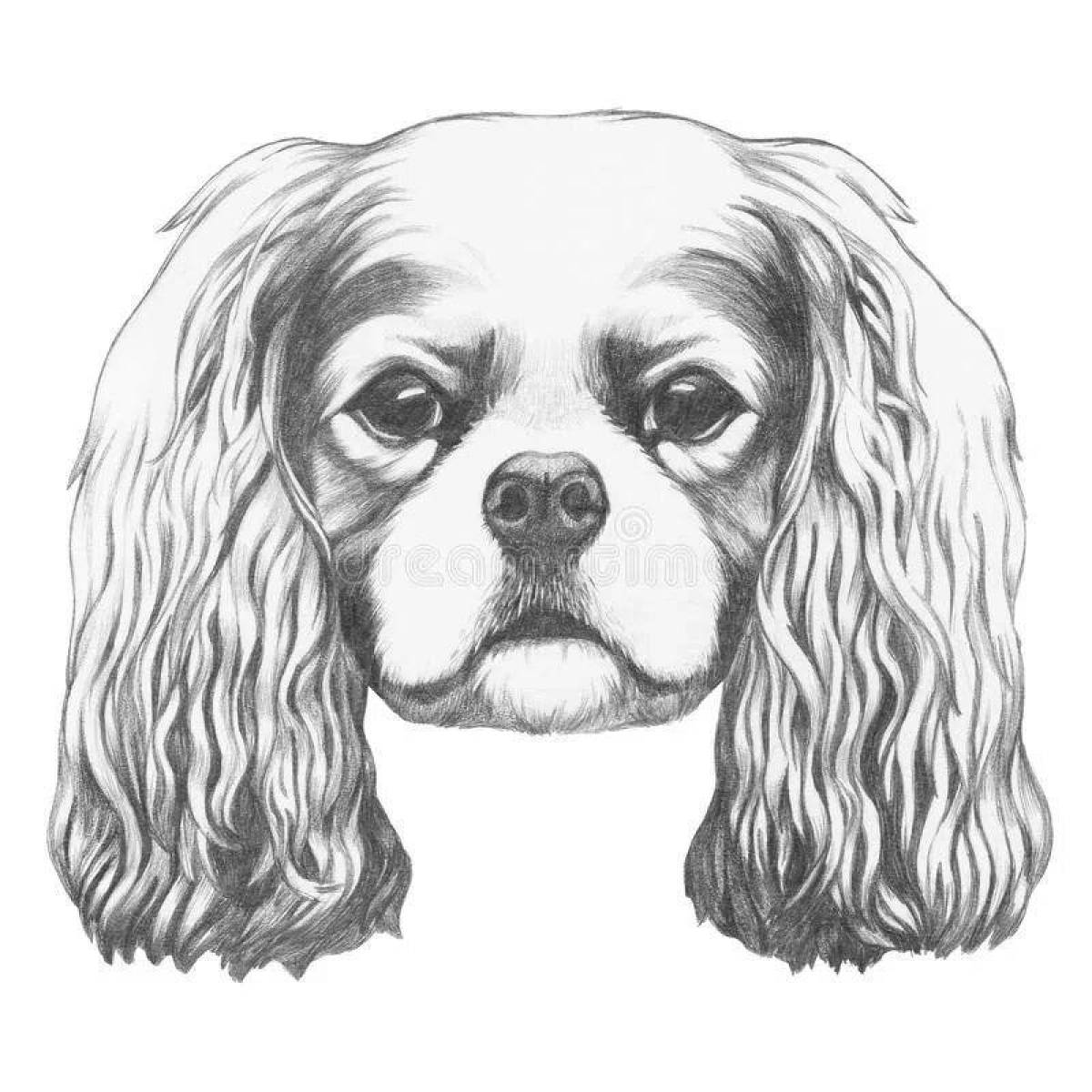 Fun coloring page spaniel cavalier king charles