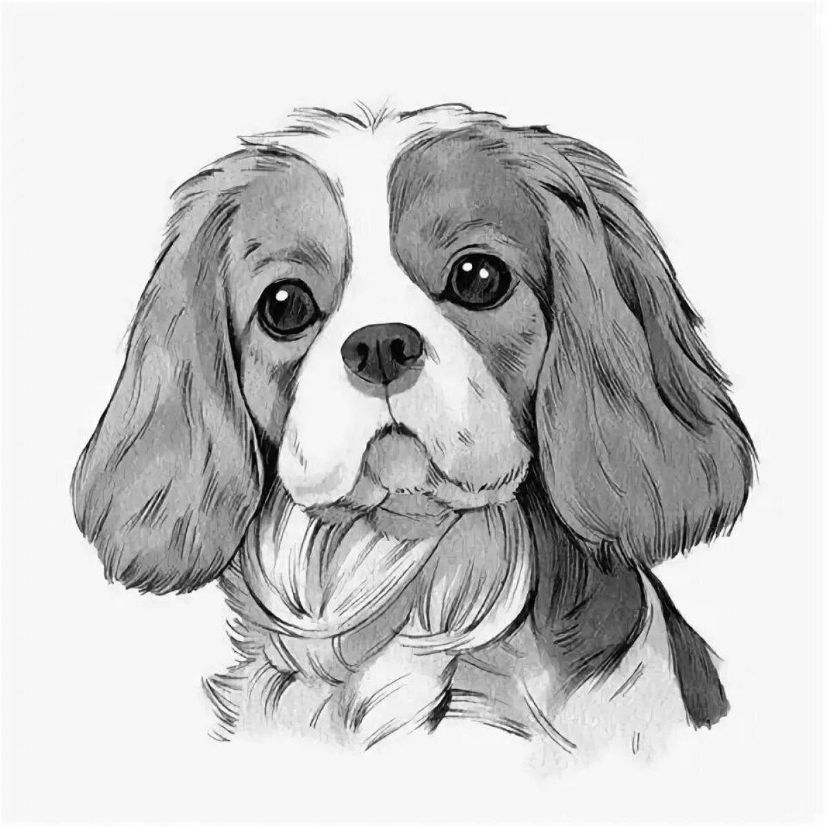 Impressive coloring page spaniel cavalier king charles