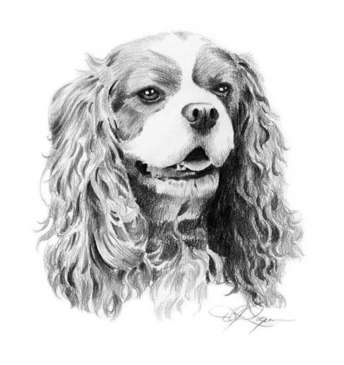 Coloring page spaniel cavalier king charles