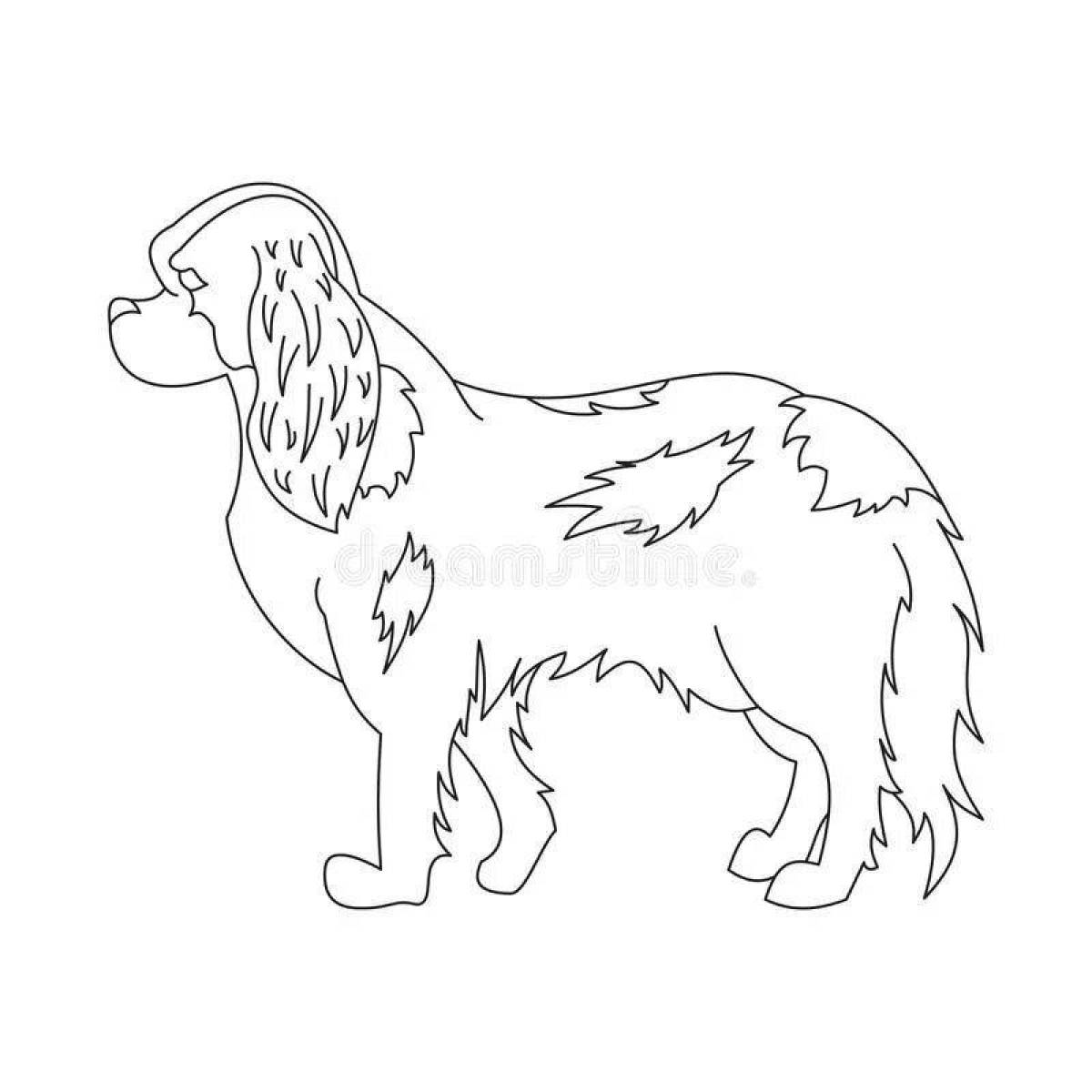 Colorful coloring page spaniel cavalier king charles