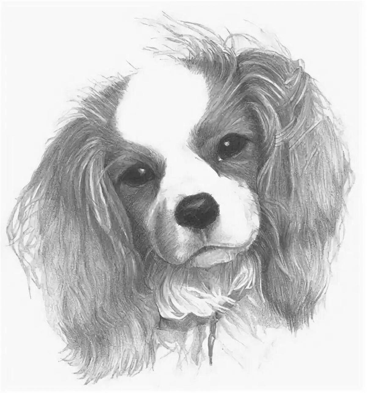 Brilliant coloring page spaniel cavalier king charles