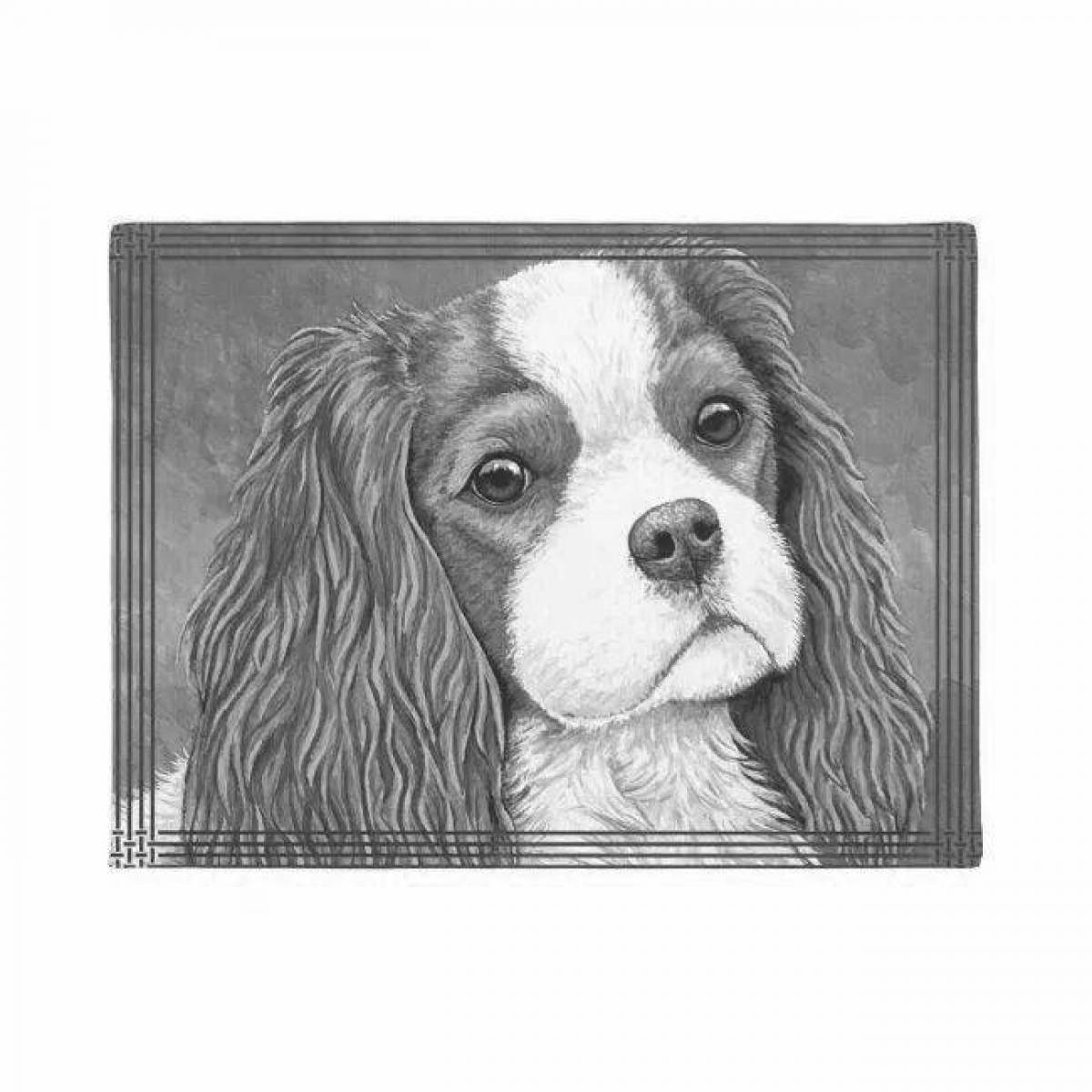 Animated coloring of Cavalier King Charles Spaniel