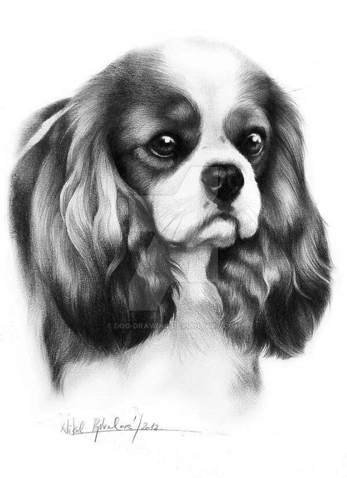 Witty coloring Page Spaniel Cavalier King Charles
