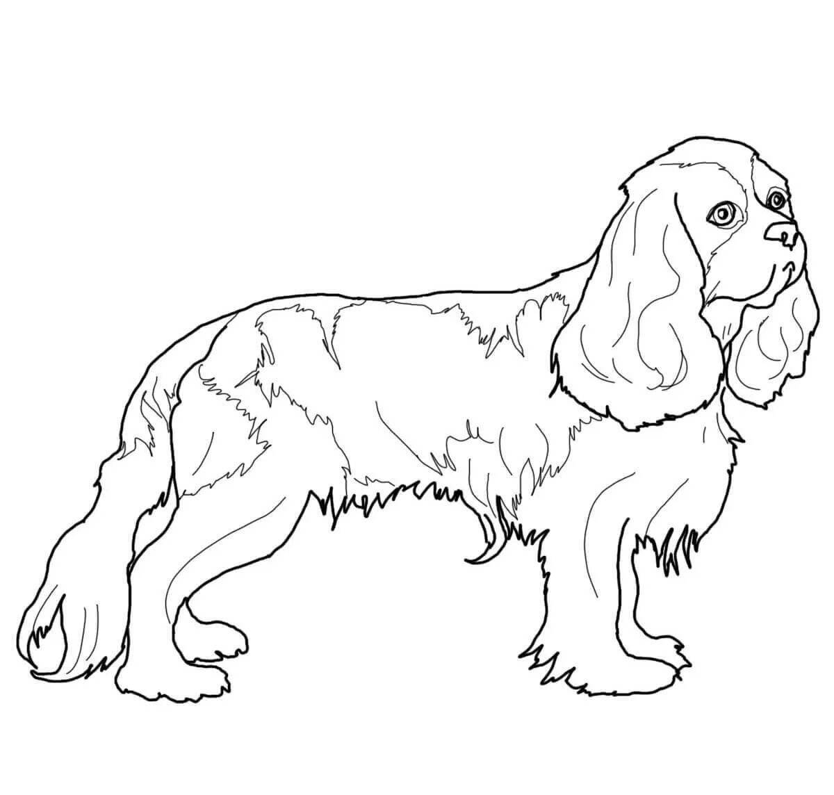 Vivacious coloring page spaniel cavalier king charles