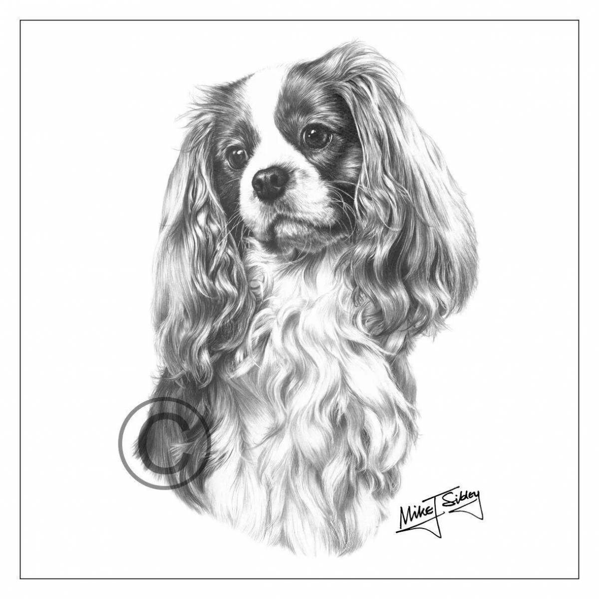 Exotic coloring page spaniel cavalier king charles