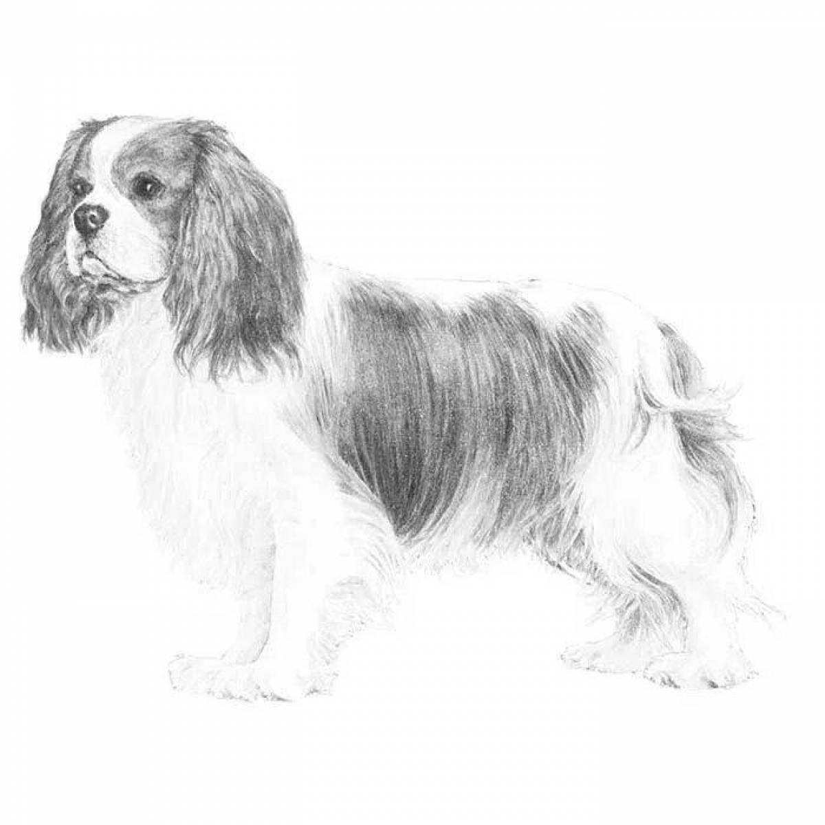 Spaniel Cavalier King Charles #2