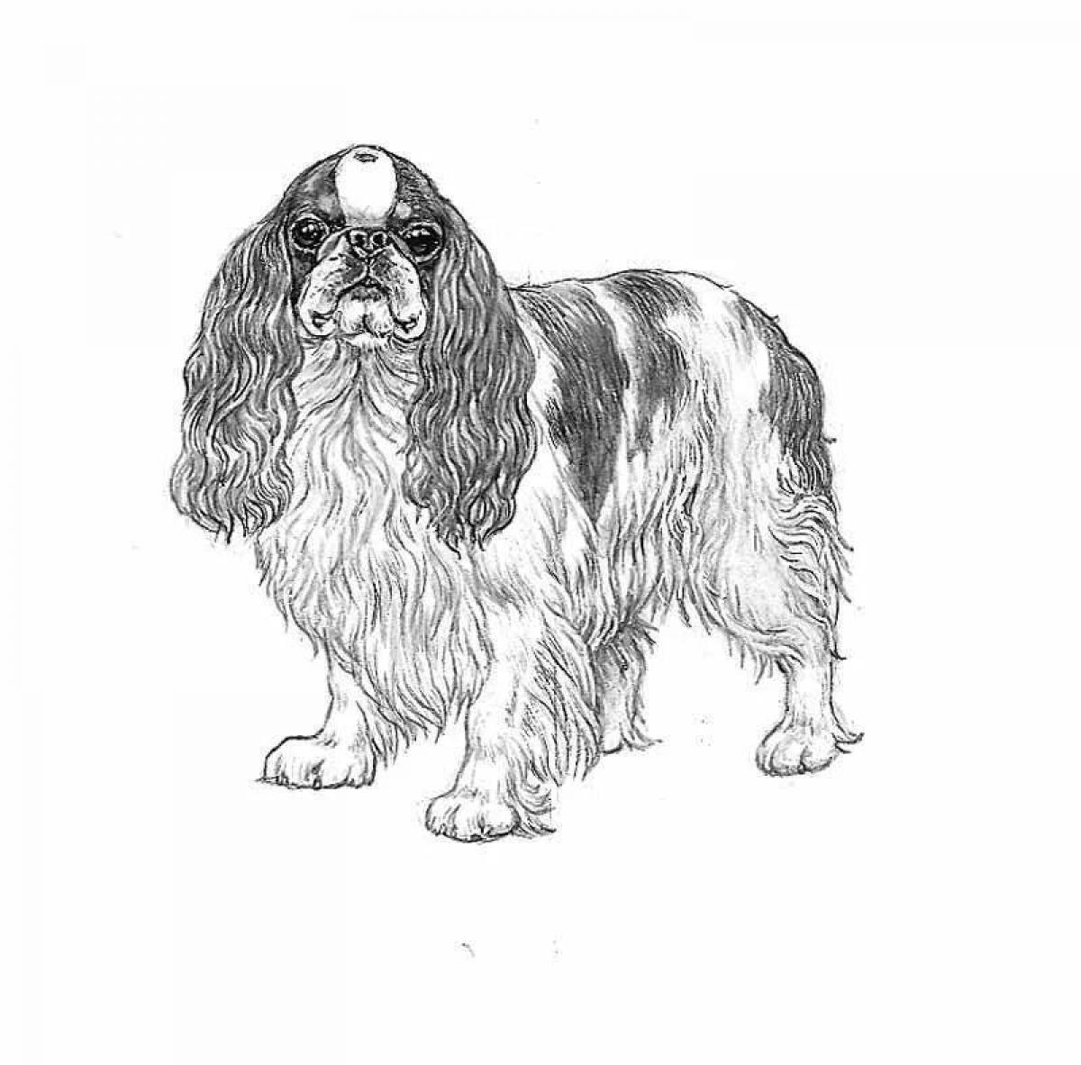 Spaniel Cavalier King Charles #3