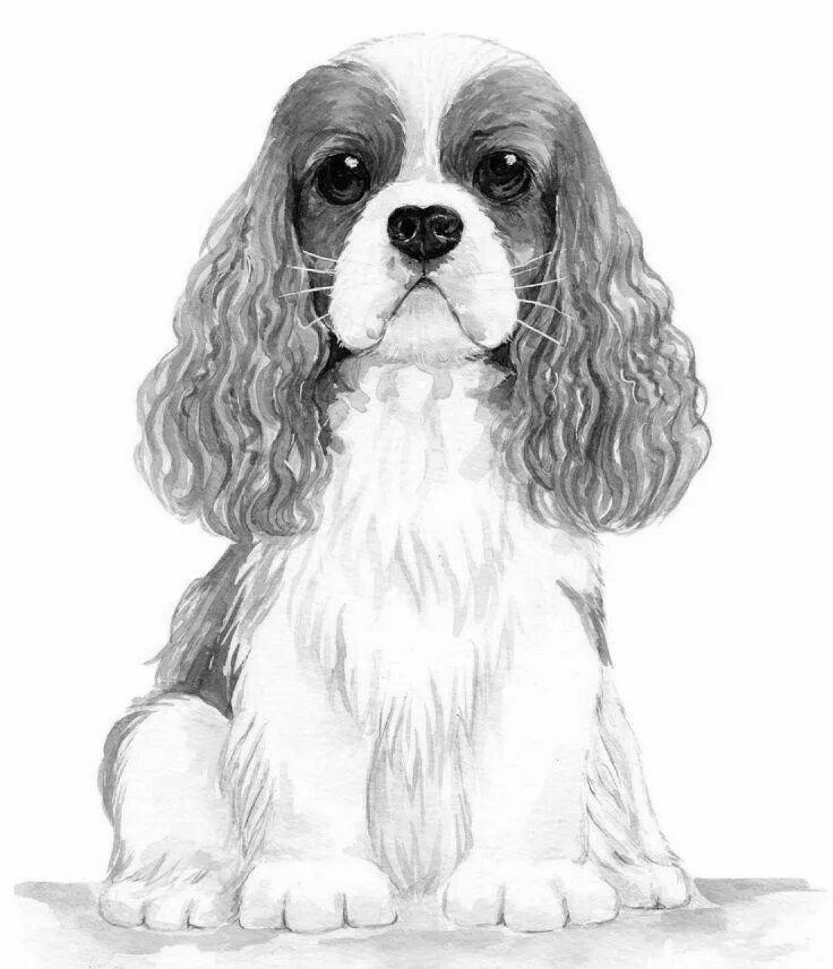 Spaniel Cavalier King Charles #5