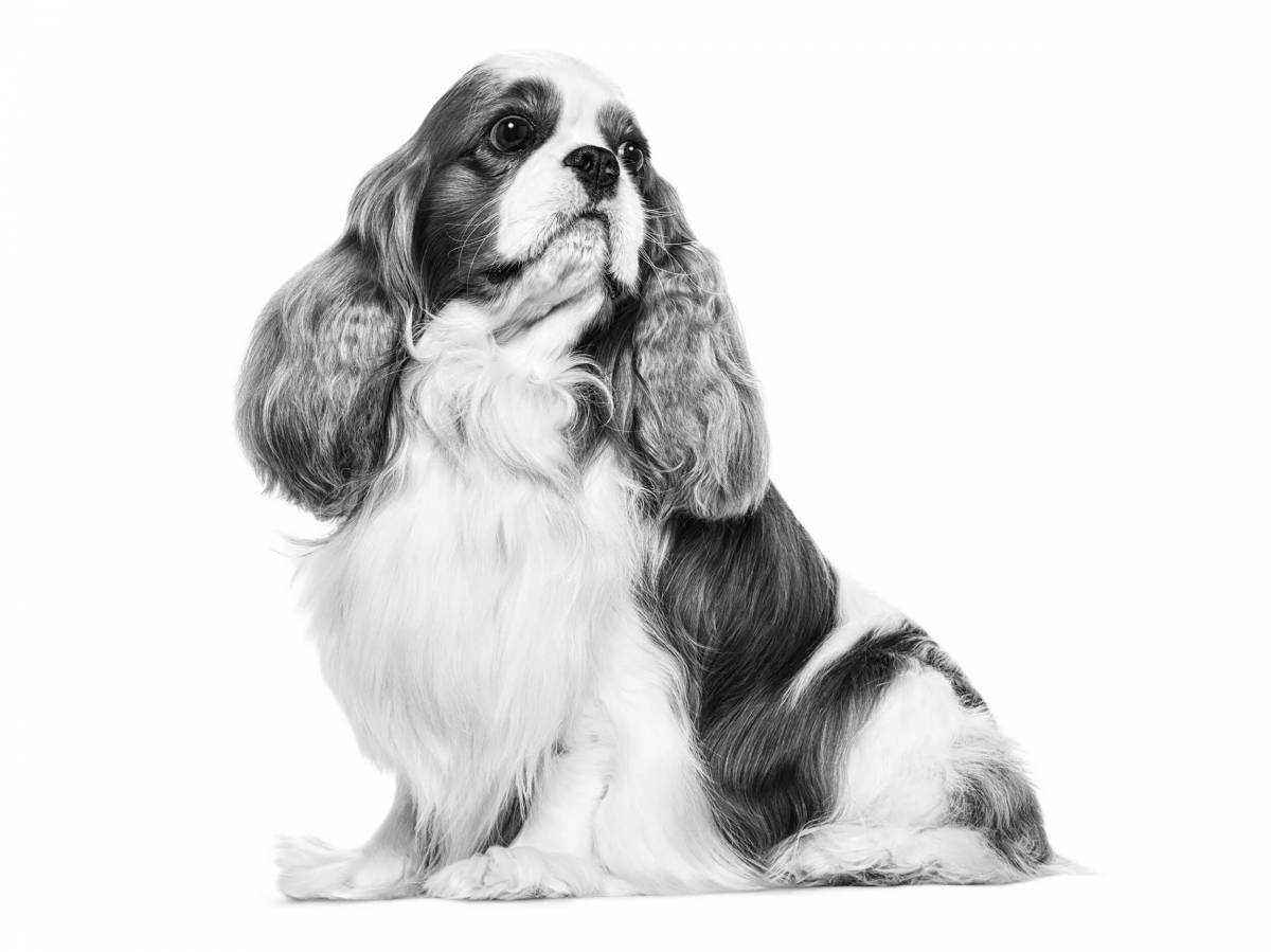 Spaniel Cavalier King Charles #6