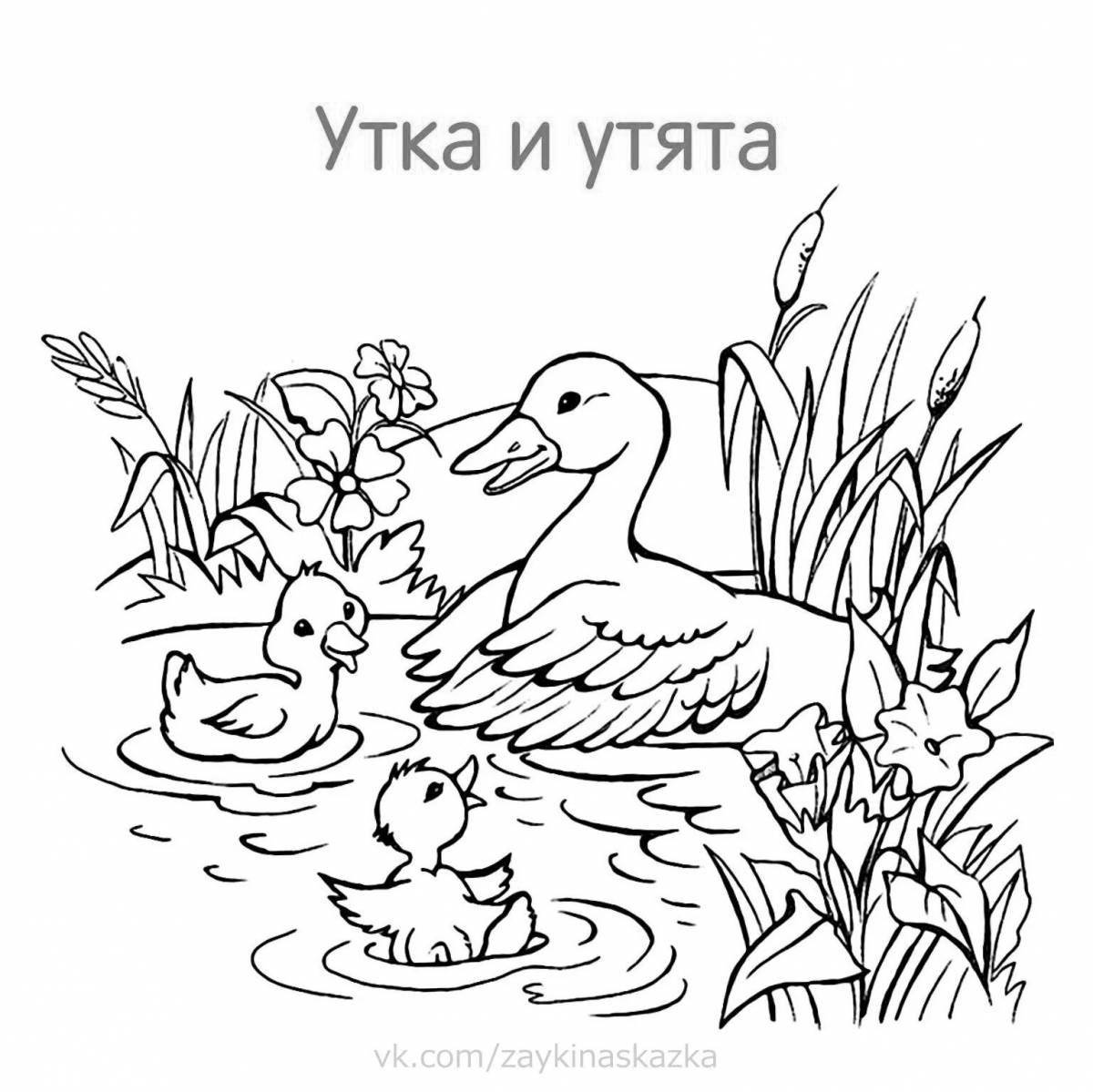 Photo Jolly poultry and their young