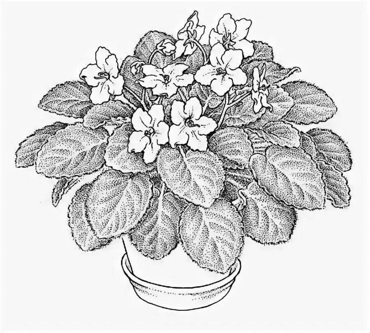 Bewitching violet in a pot