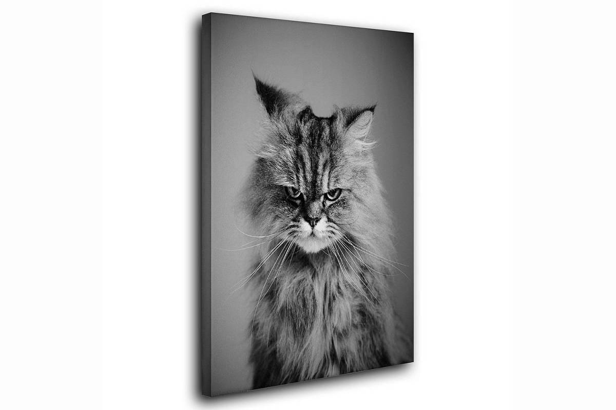 Glossy fat cat painting by numbers on canvas