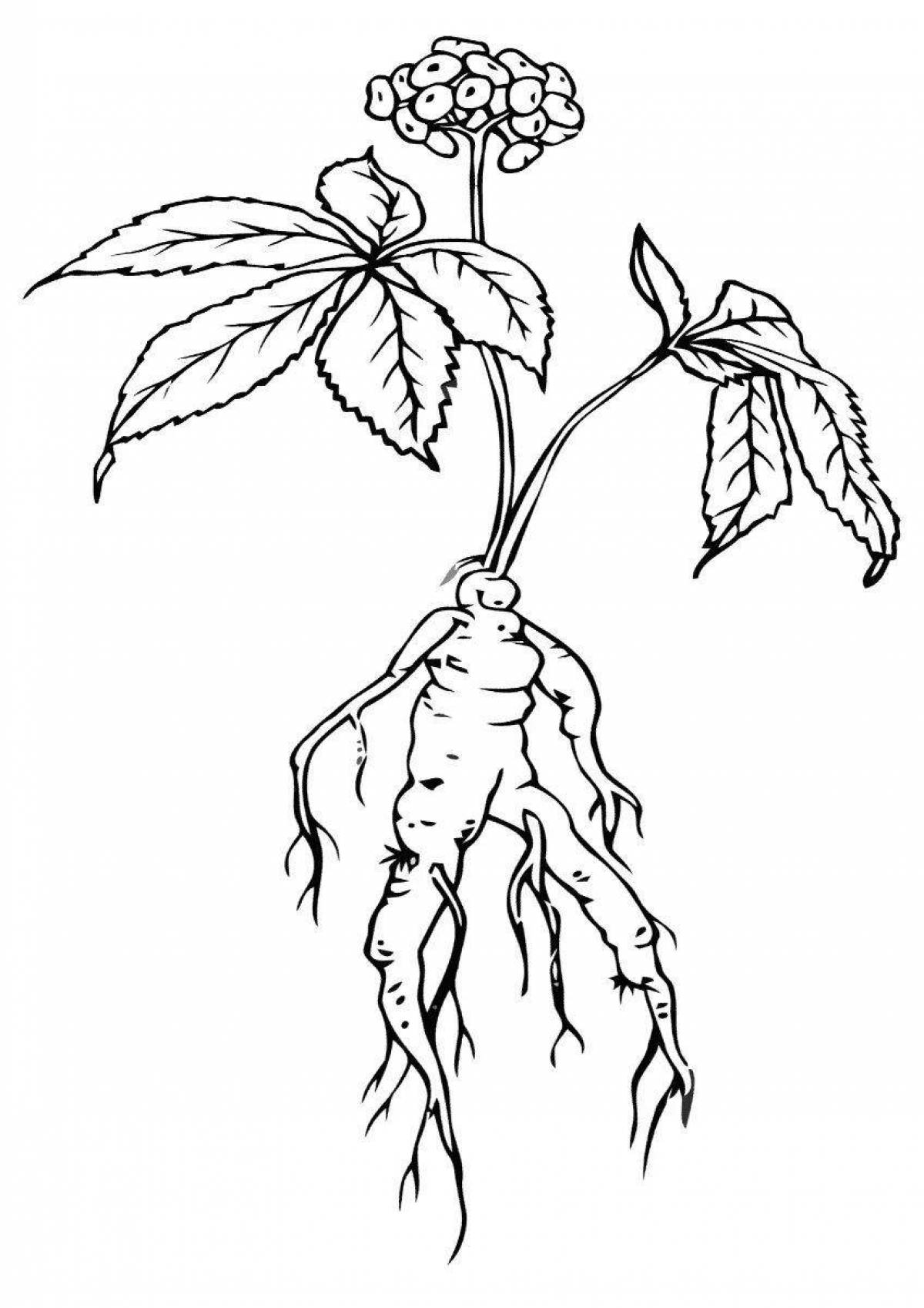 Рисунок корнем карандашом. Корни женьшеня Фармакогнозия. Женьшень обыкновенный красная. Женьшень обыкновенный растение. Женьшень обыкновенный корень.