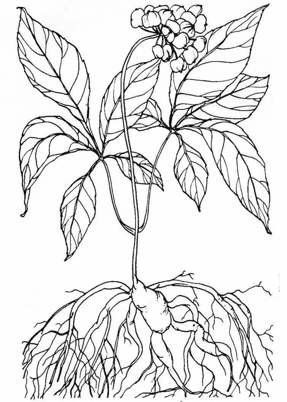 Как нарисовать женьшень обыкновенный
