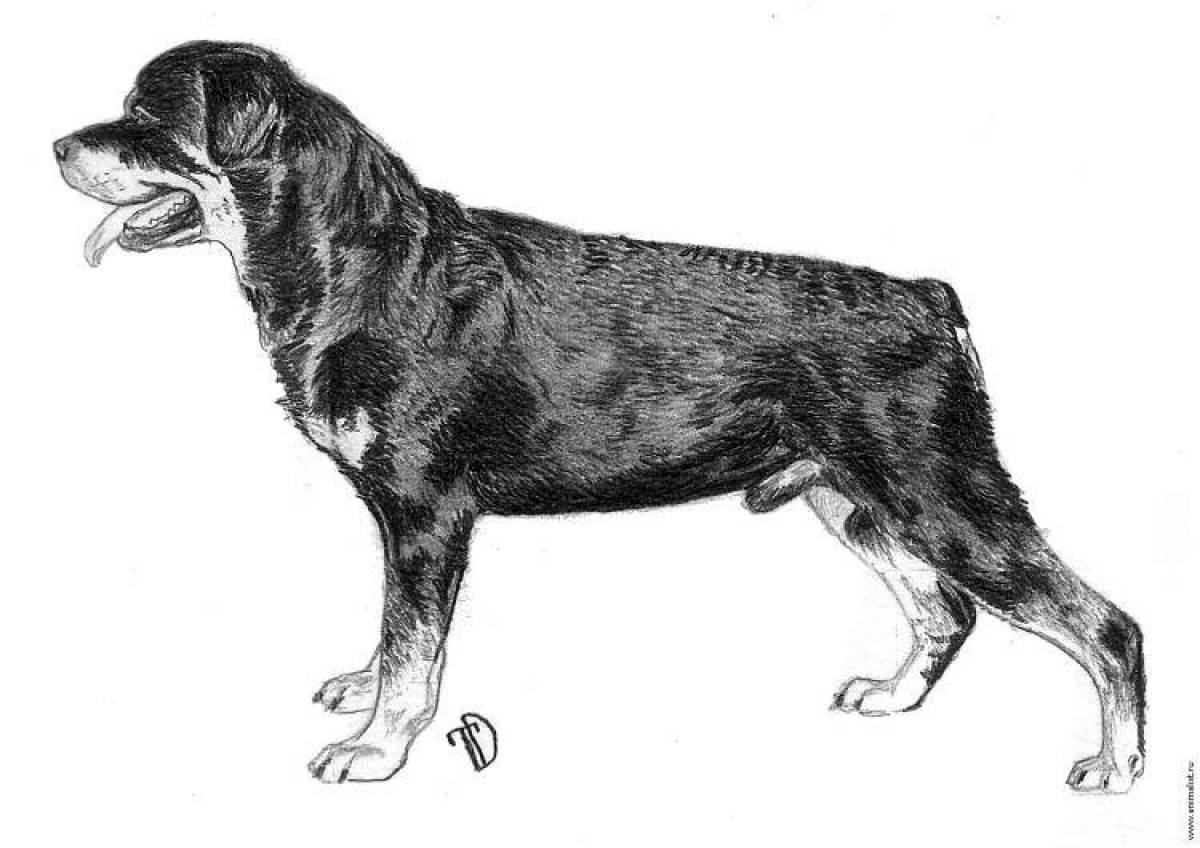 Charming rottweiler coloring page