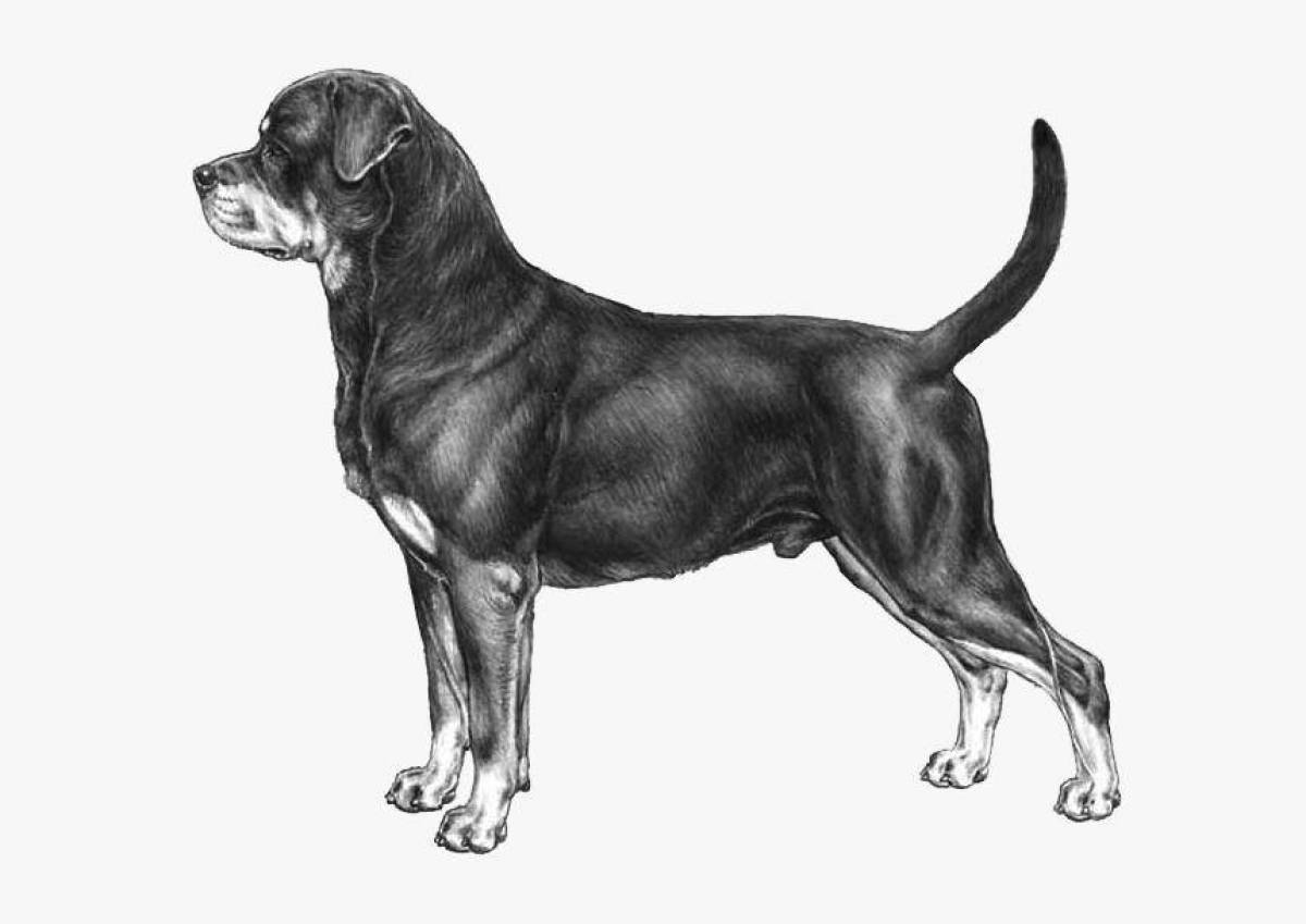 Coloring smart rottweiler