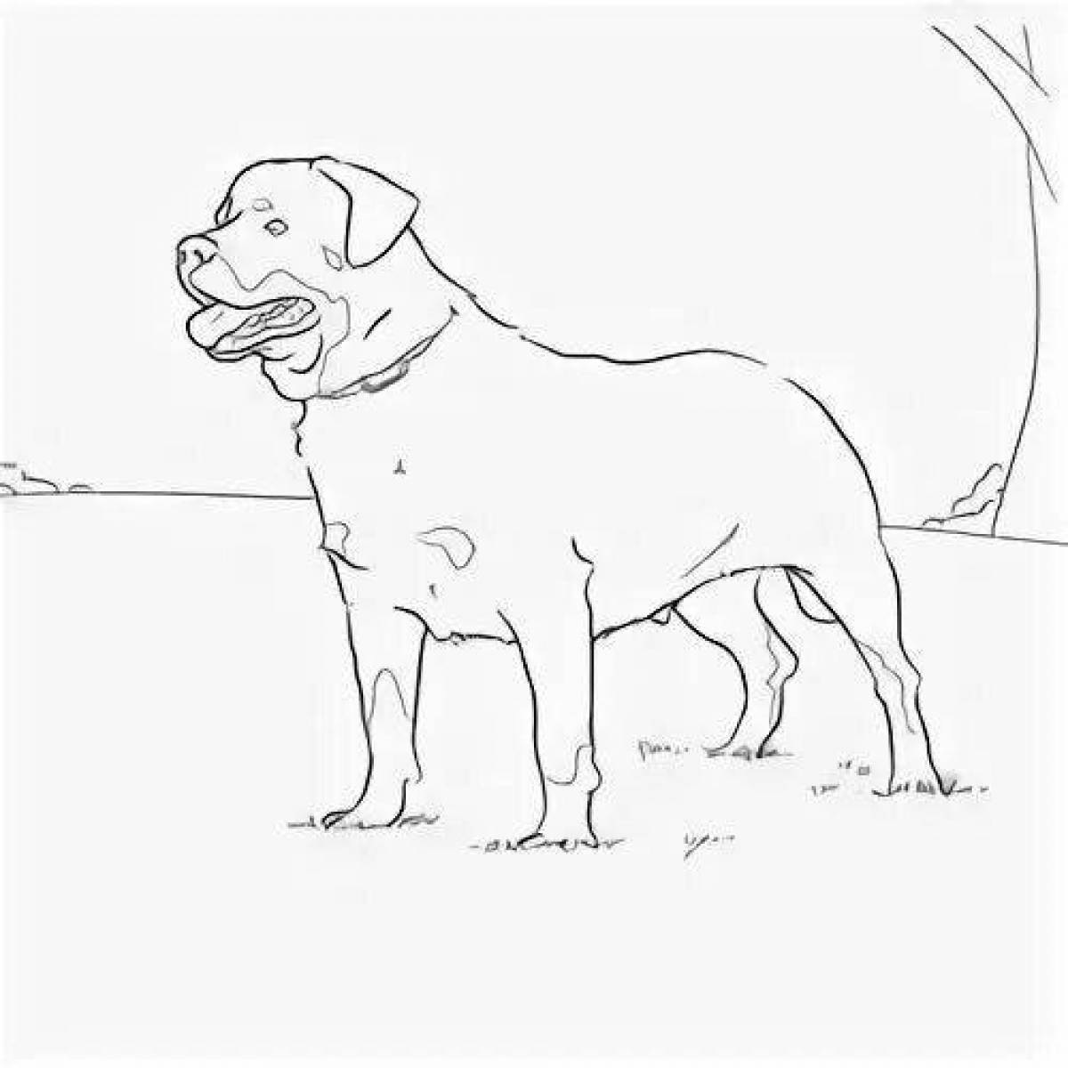 Decided rottweiler coloring page
