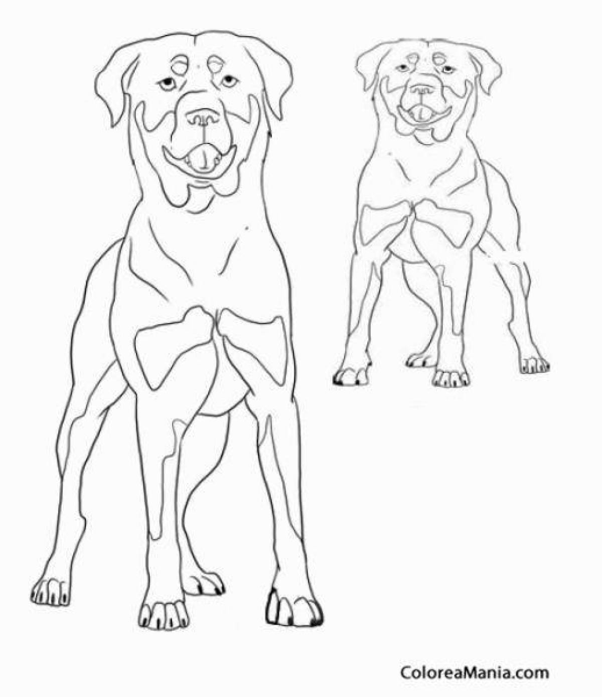 Colouring friendly rottweiler