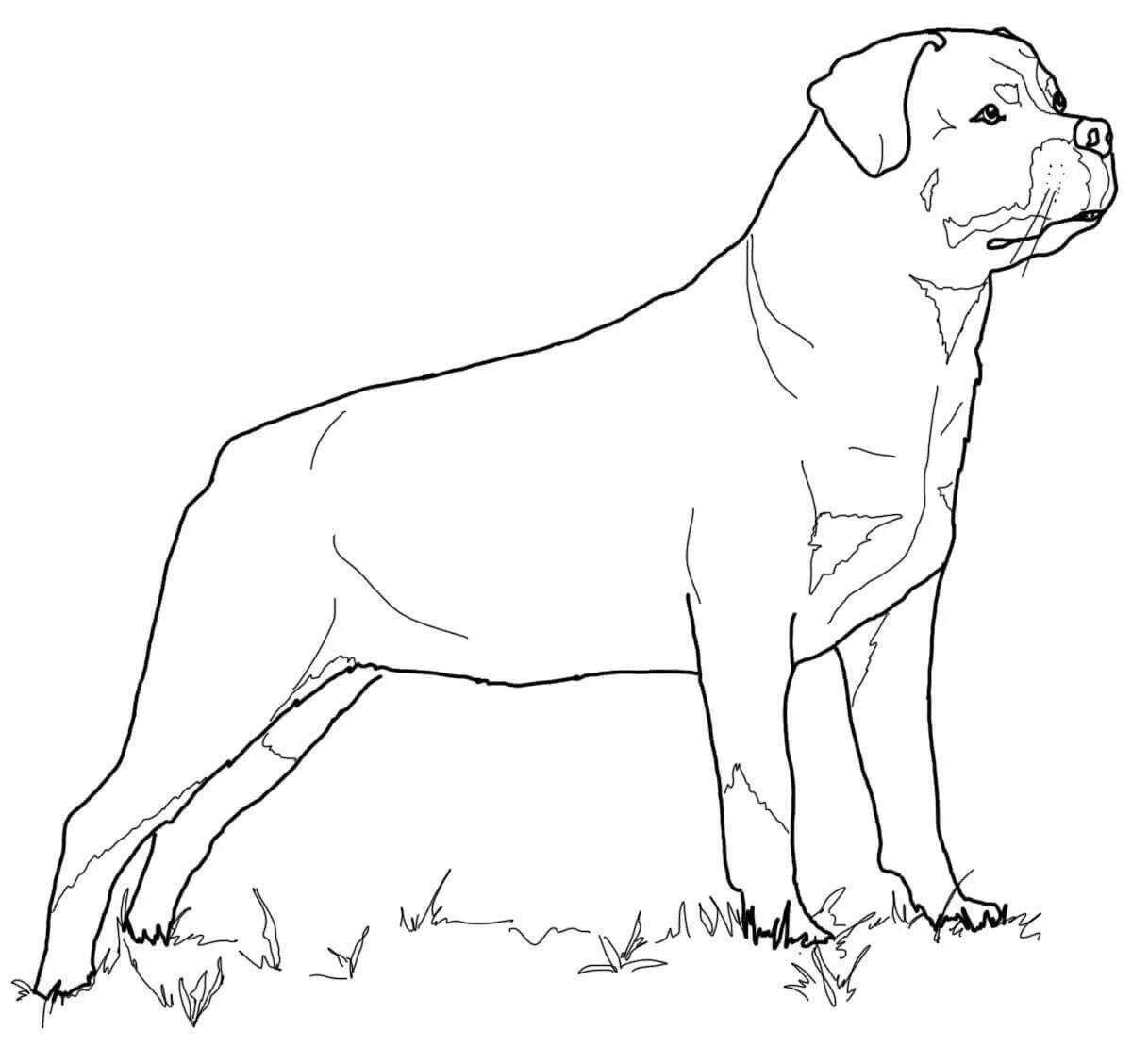 Coloring page brave rottweiler