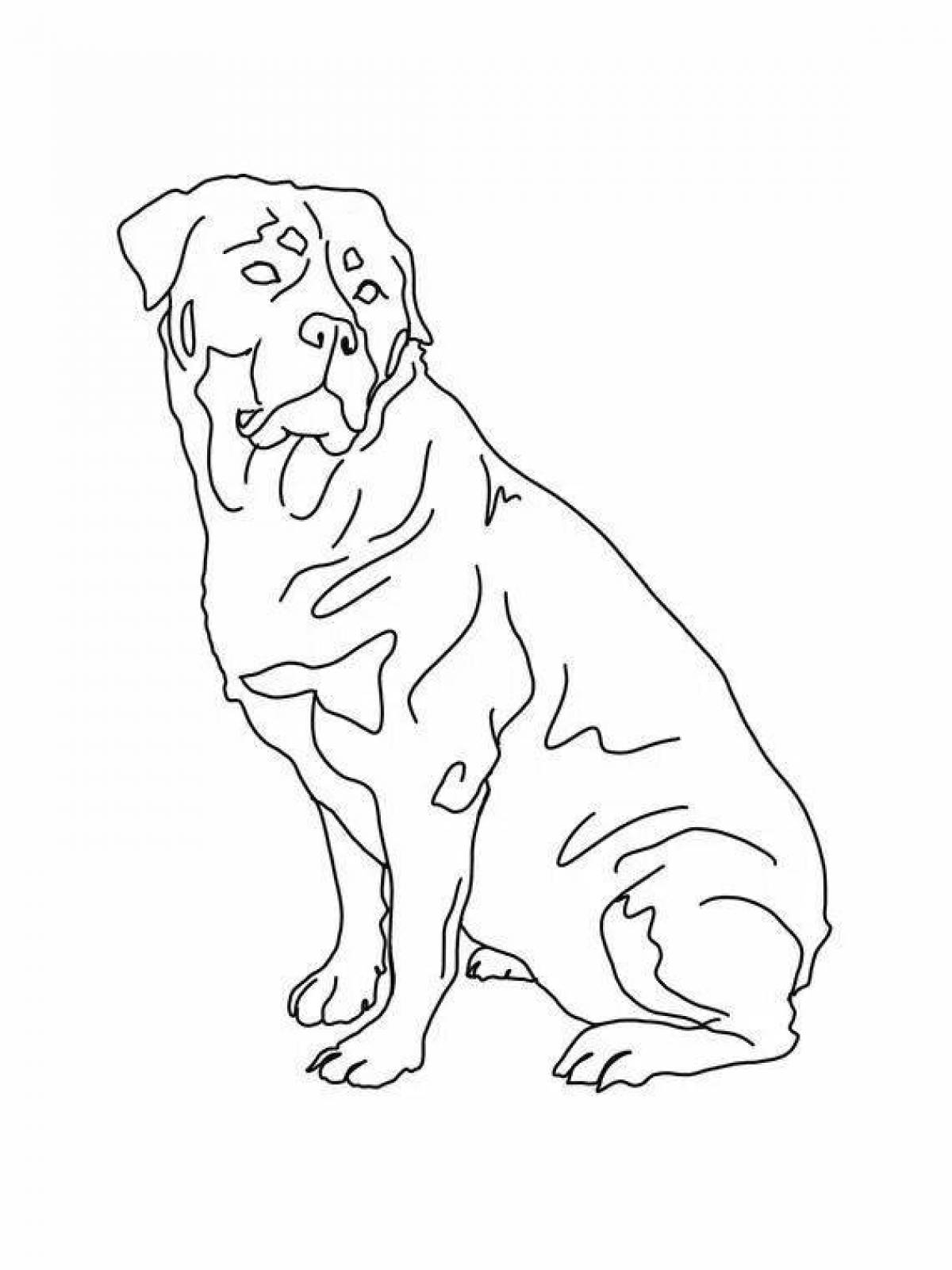 Colouring confident rottweiler