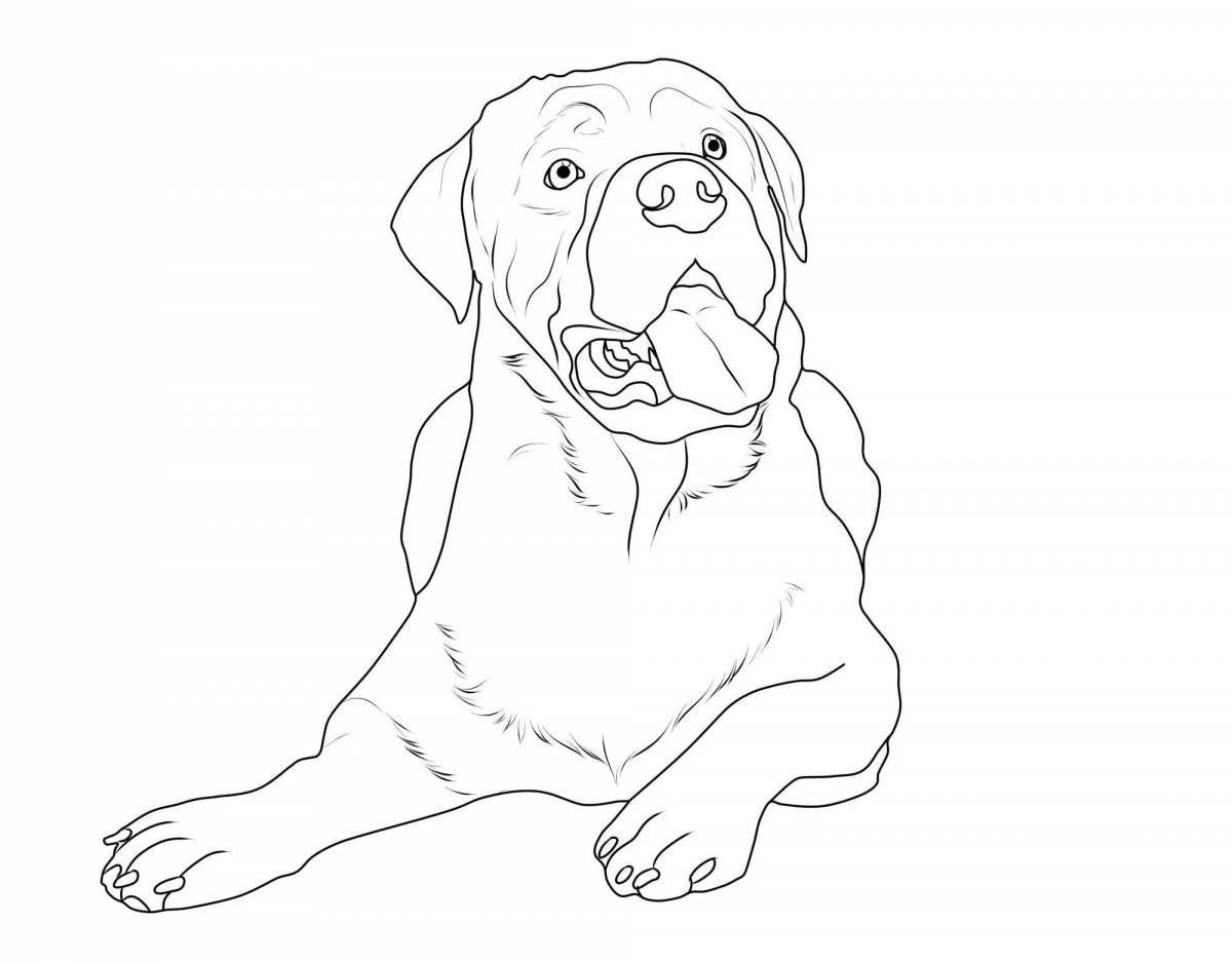 Colouring funny rottweiler