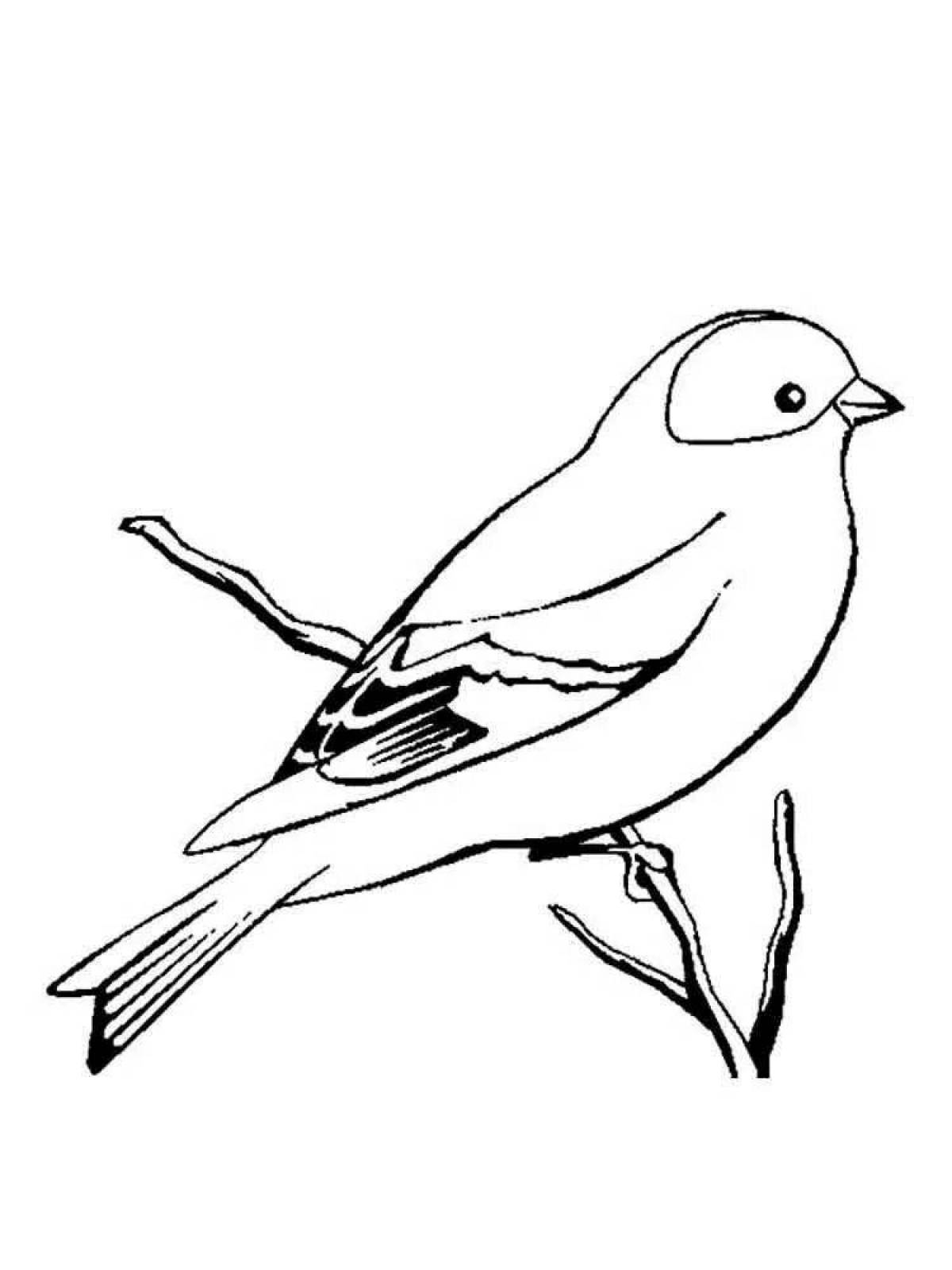 Funny canary coloring book