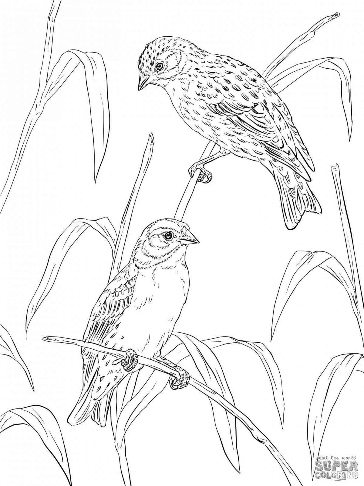 Playful canary coloring book