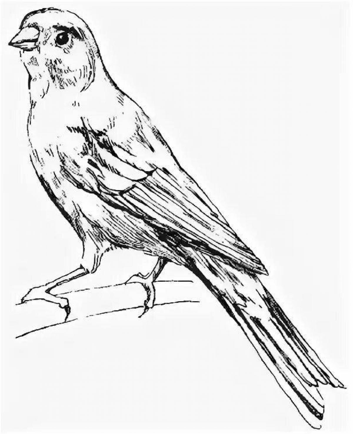 Sunny canary coloring page