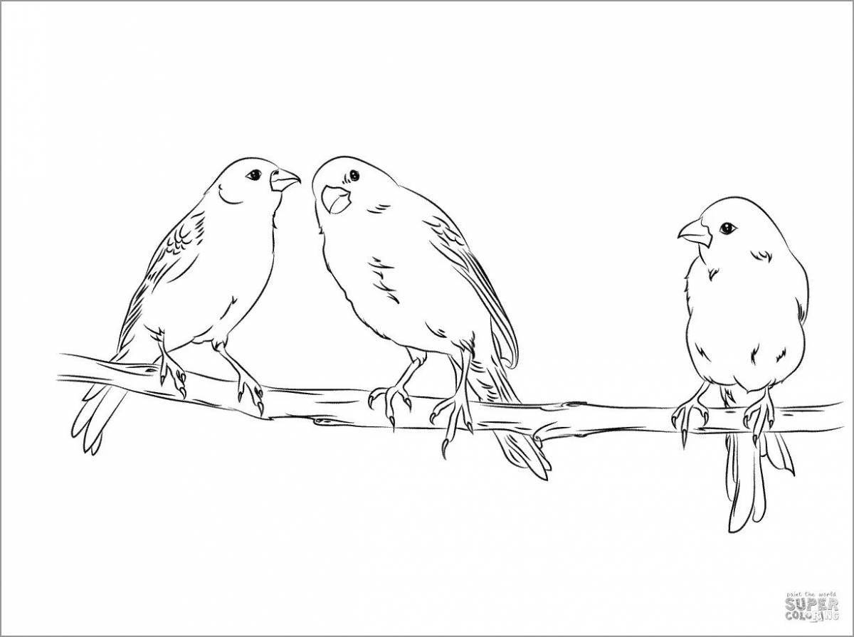 Animated canary coloring page